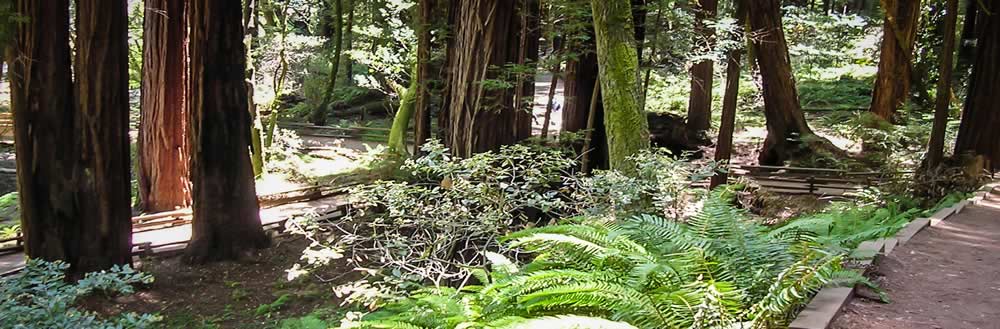 A forested trail with vegitation and tall trees